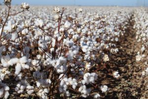 cotton