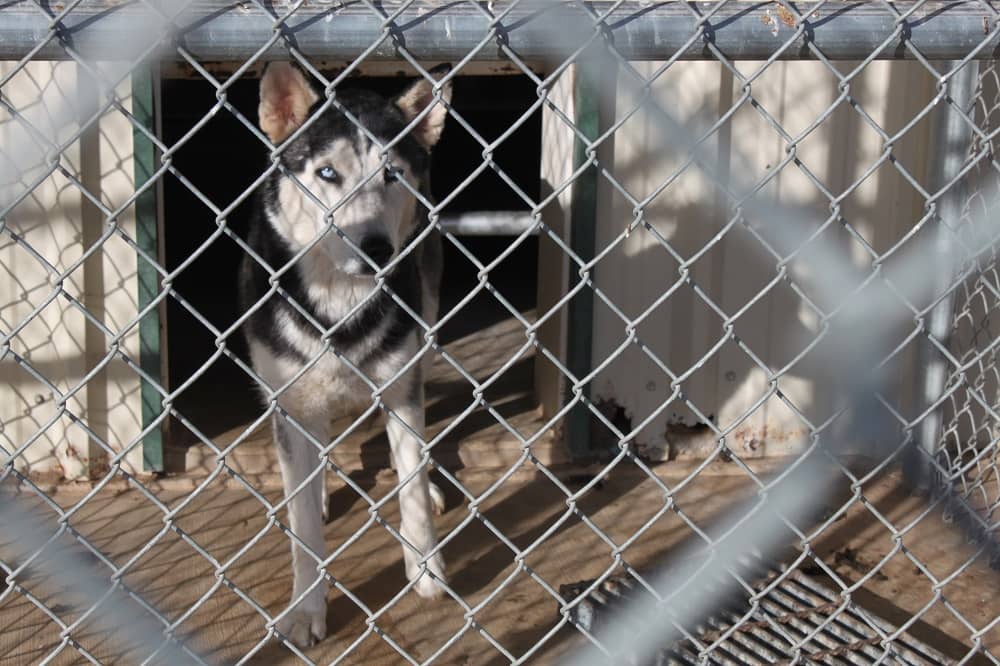 Floydada Animal Shelter making strides, but still room for improvement | Floyd  County Record