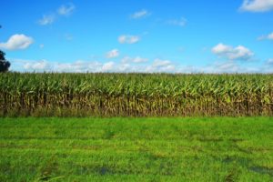 corn