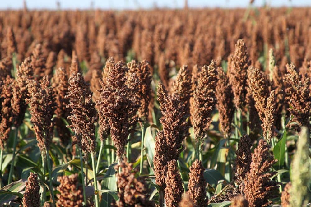 sorghum-e1646972391286