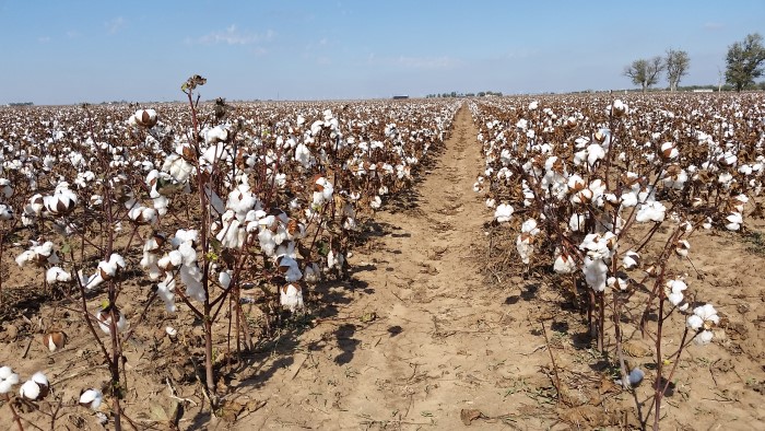 cottonreadyharvest