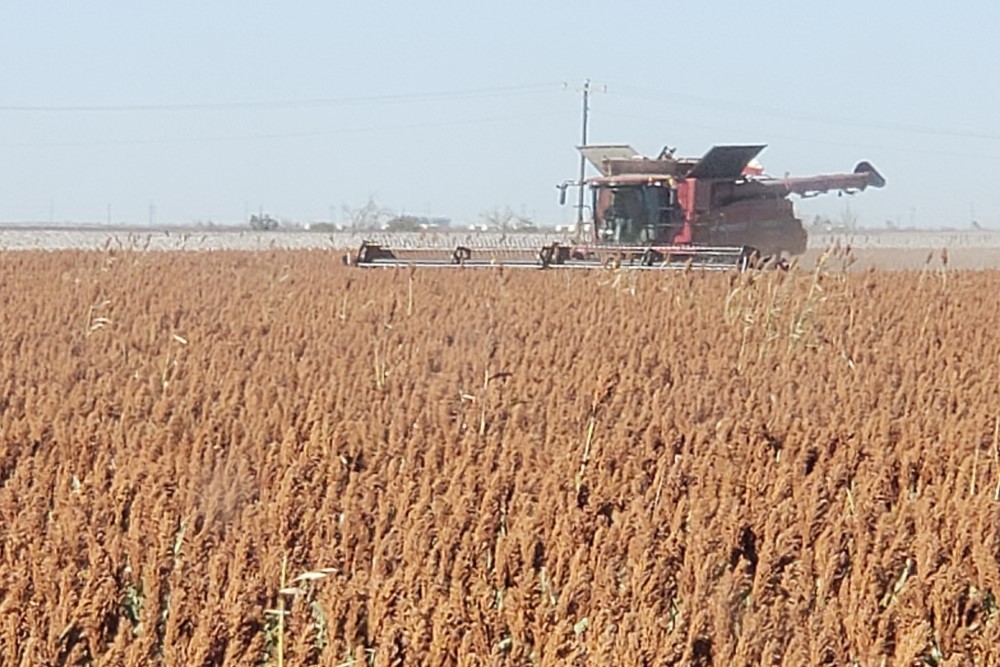 harvest-milo-2