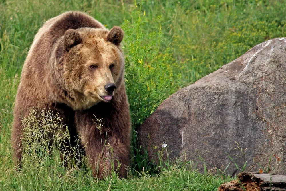 grizzlybear