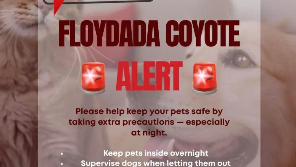 coyote-alert