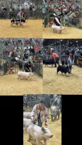 floydcounty4h-san-angelo