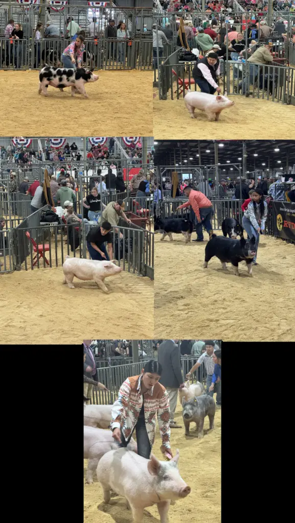 floydcounty4h-san-angelo