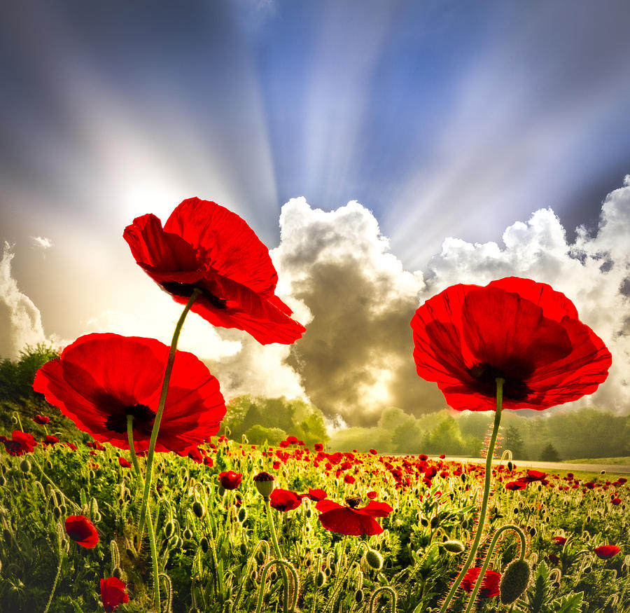 poppies-jpg-5
