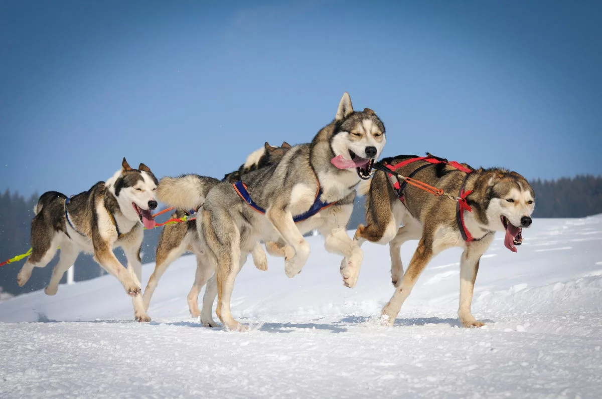 doglsedding_skijoring_istock_115793173_cc_555754cc-8278-46e6-a37f-5ec7f0ff6b72