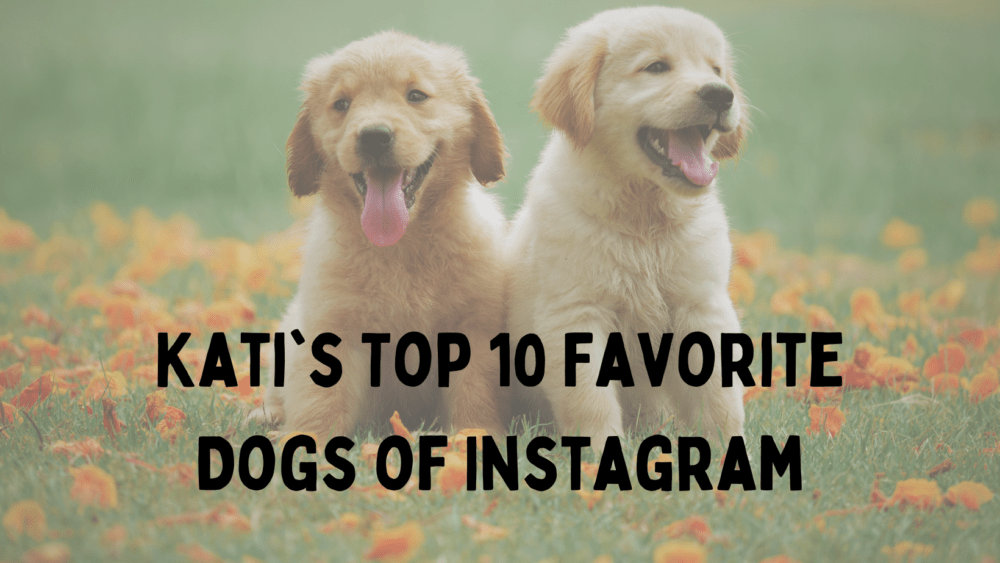dogs-of-insta