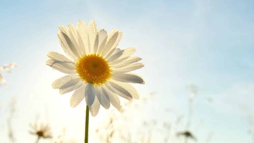 spring-daisy-portrait-and-sunshine