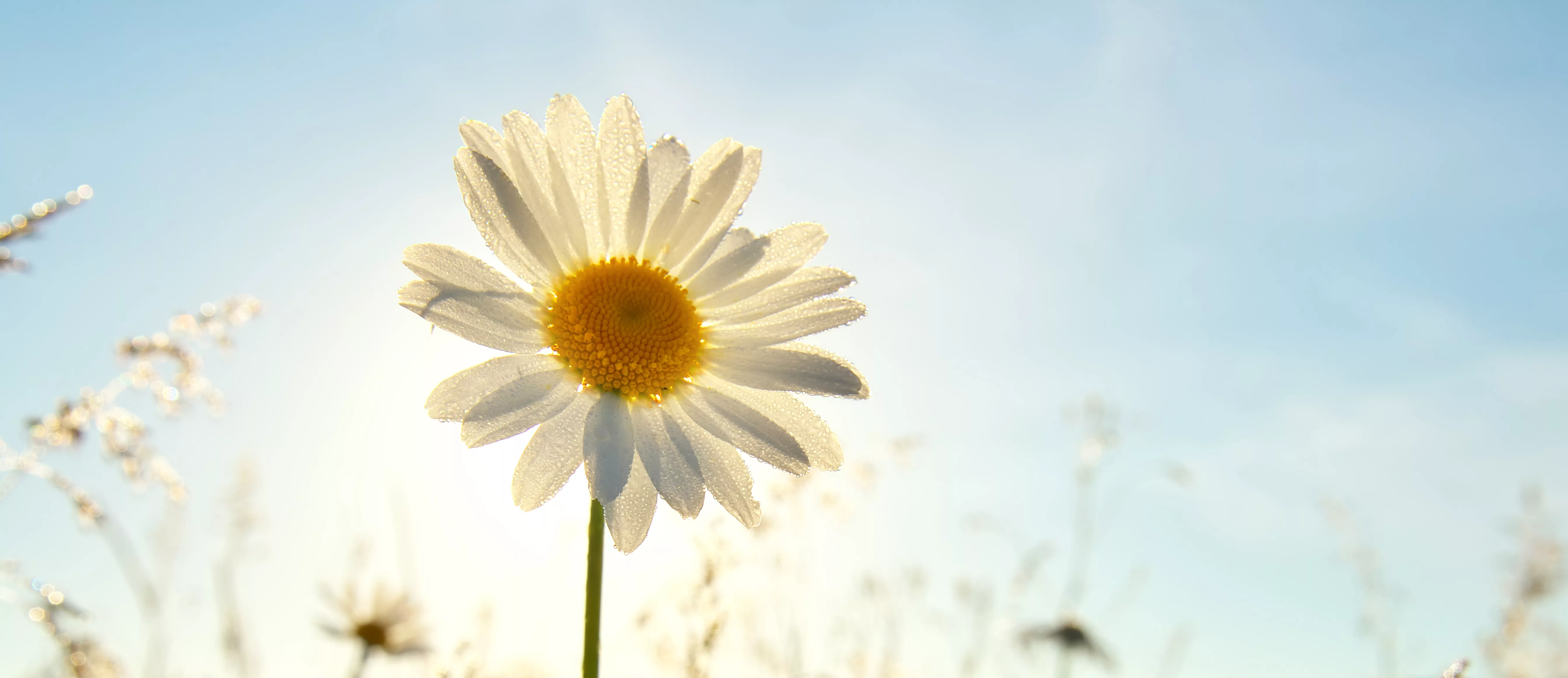 spring-daisy-portrait-and-sunshine