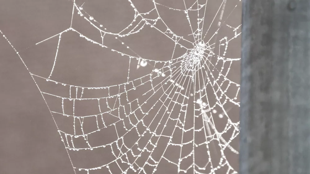 closeup-or-macro-of-a-spiderweb