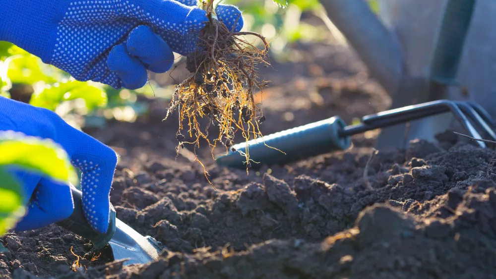 planting-strawberries-in-the-garden