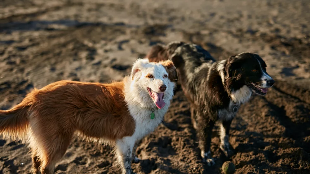 dogs-running-near-waving-sea