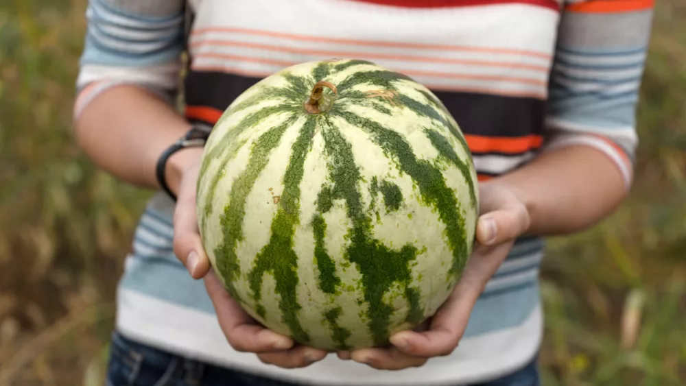 striped-watermelon-in-the-hands-of-a-farmer