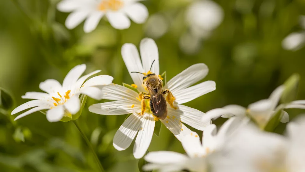 spring-meadow-flower-and-honey-bee