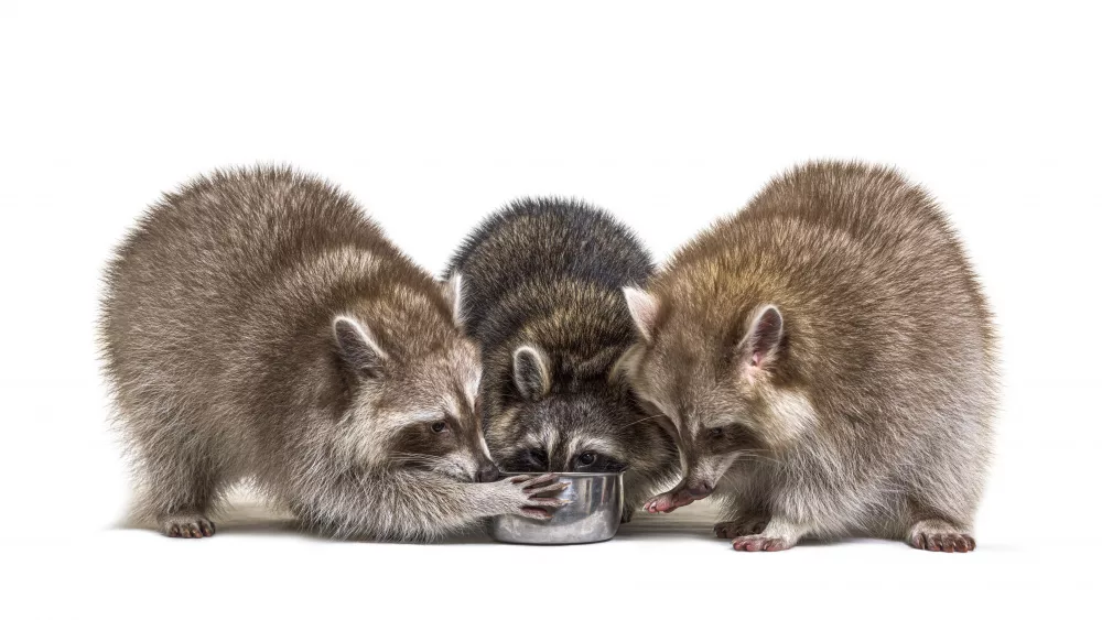 three-raccoons-eating-from-a-dog-bowl