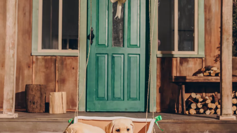 cute-labrador-puppies-sitting-in-box-of-air-balloon-near-house