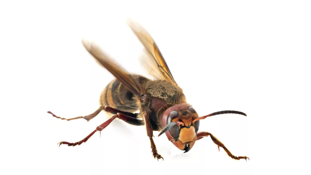 european-hornet-in-studio