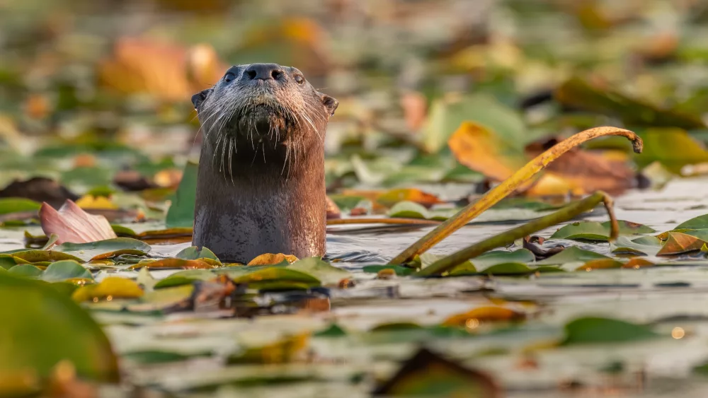 a-curious-river-otter