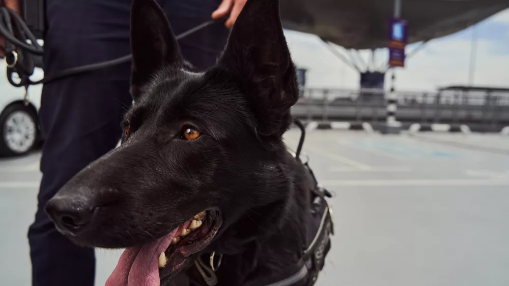 police-detection-dog-on-duty-with-security-officer-at-airport