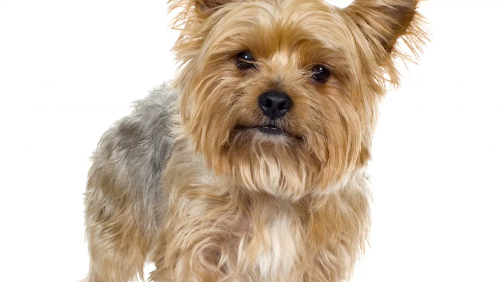 yorkshire-terrier-5-years