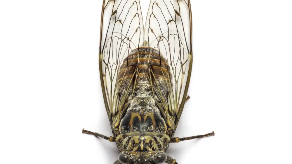 grey-cicada-isolated-on-white
