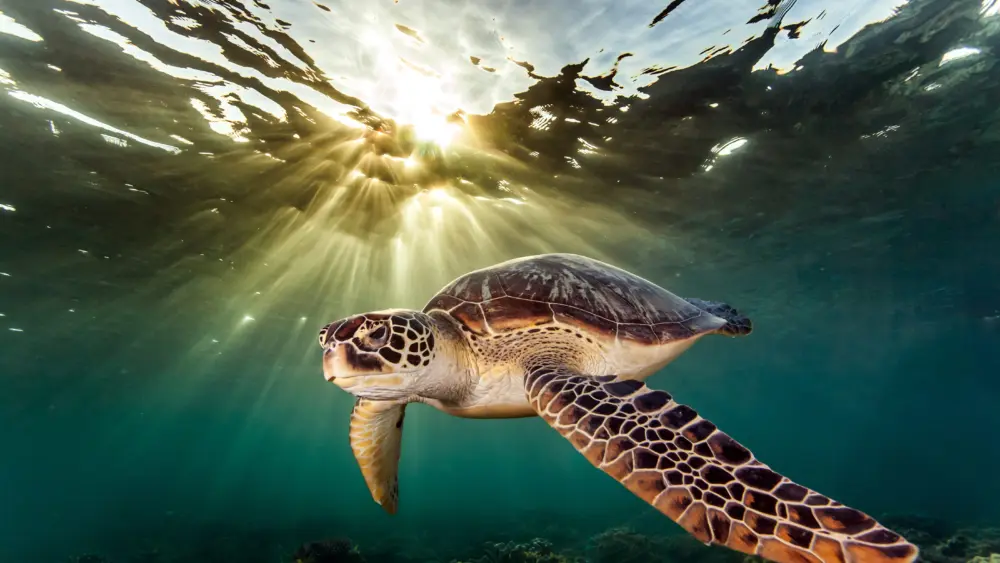 rare-green-sea-turtle-chelonia-mydas-swimming-i-2024-10-21-04-12-00-utc