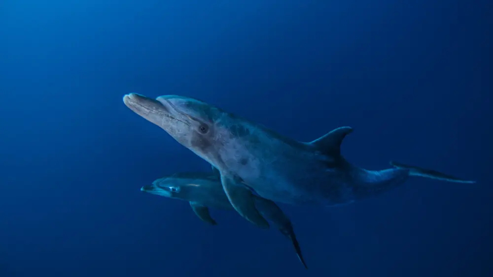 bottlenose-dolphins-socorro-mexico