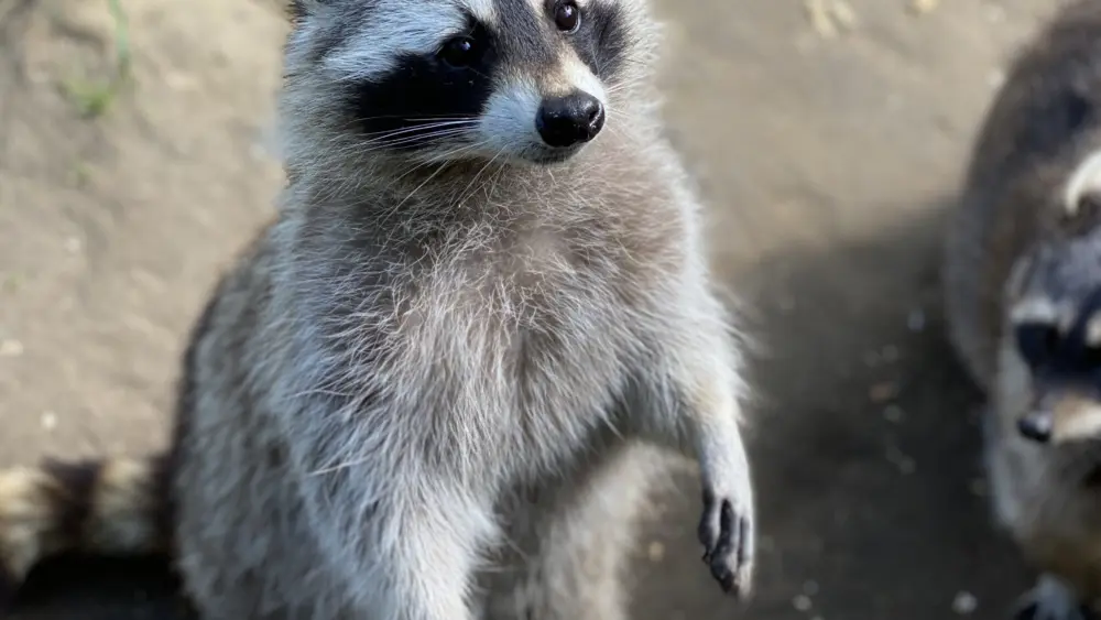 cute-racoon-2025-01-09-05-45-31-utc