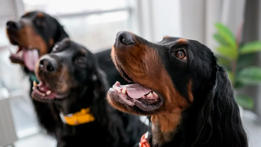 setter-dogs-at-home