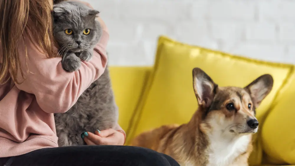 cropped-shot-of-woman-sitting-on-couch-with-corgi-dog-and-scottish-fold-cat-and-looking-at-camera