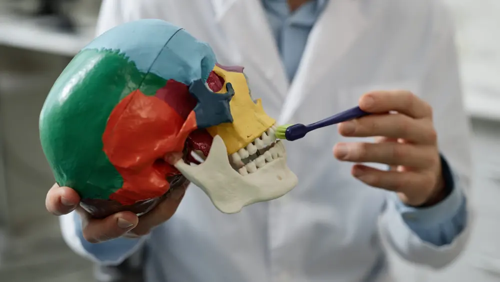 close-up-of-unrecognizable-dentist-showing-tooth-brushing-tecnique