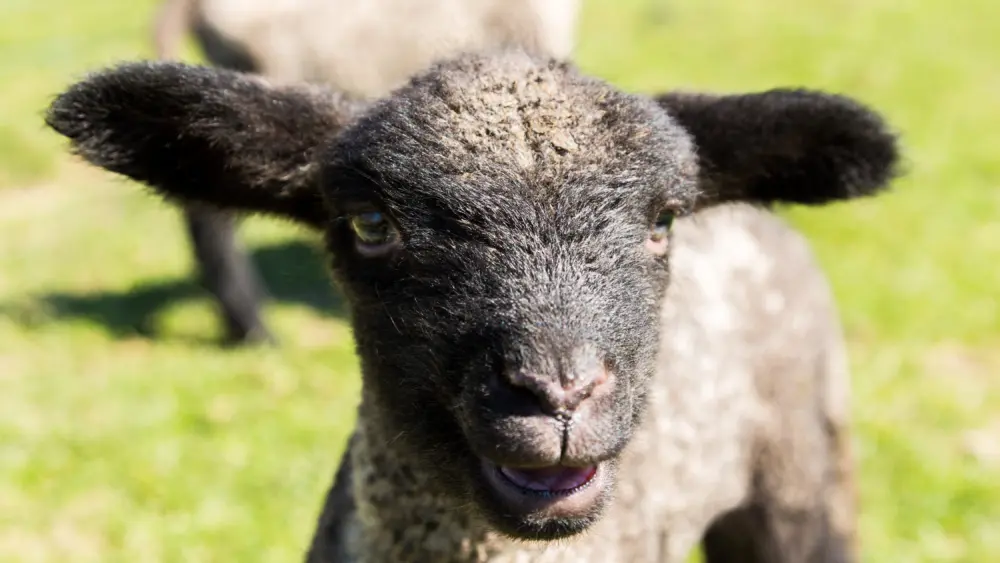 view-of-young-lamb-from-shropshire-sheep-breed-in-2026-01-11-10-23-37-utc
