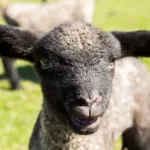 Easter “Horror”: A Bakery’s Terrifying Lamb Cake Is Uniting the Country