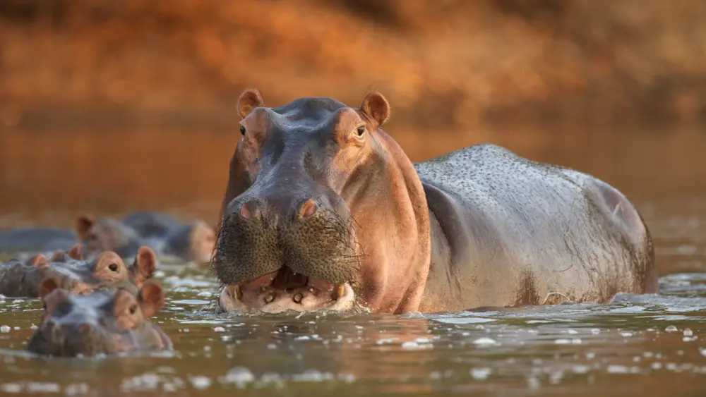 alert-hippopotamus-hippopotamus-amphibius-mana-pools-national-park-zimbabwe