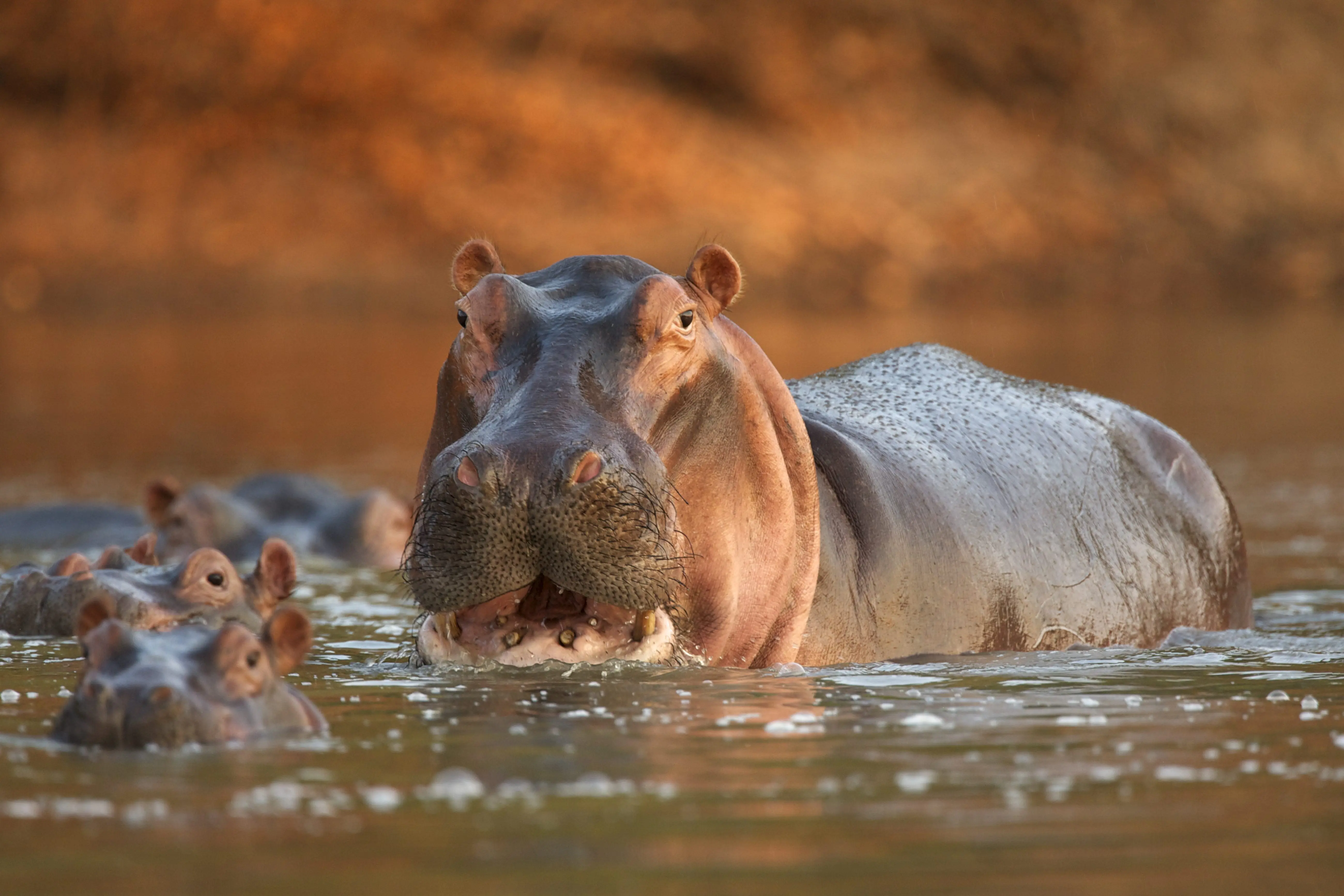 alert-hippopotamus-hippopotamus-amphibius-mana-pools-national-park-zimbabwe