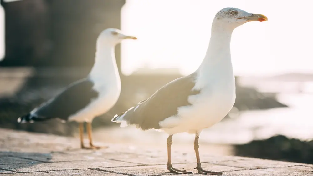 seagull-birds-at-a-fort-castle-tower-in-essaouira