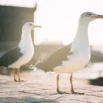 Seagull imitators compete for best screech at sixth European championship