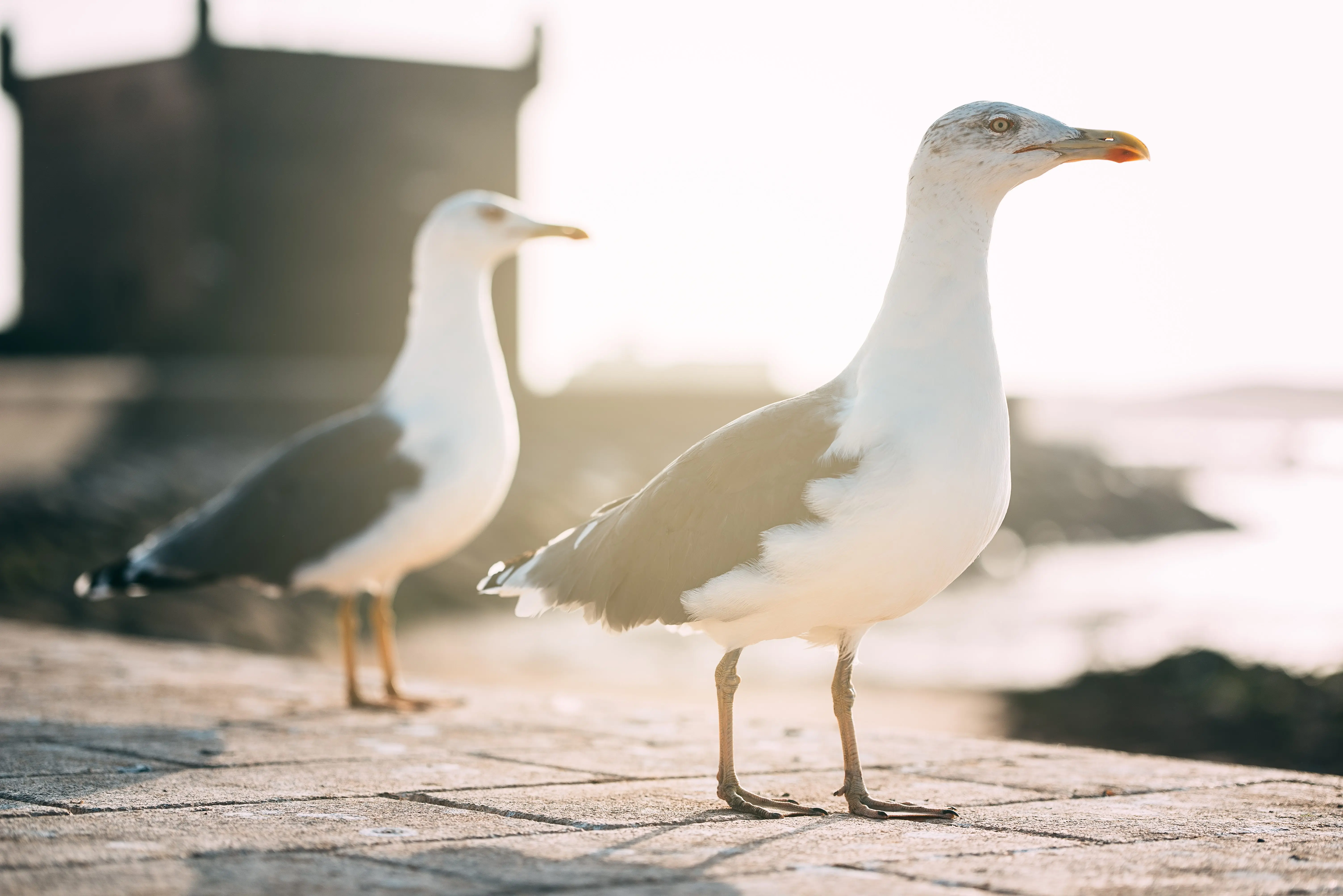 seagull-birds-at-a-fort-castle-tower-in-essaouira