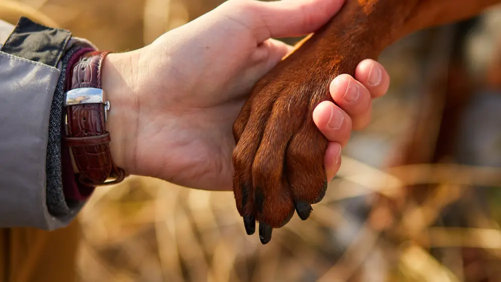 dog-gives-human-paw-friendship-between-man-and-dog
