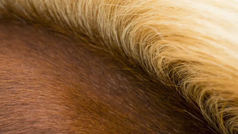 horseicelandthe-thick-pale-gold-mane-of-a-bay-horse