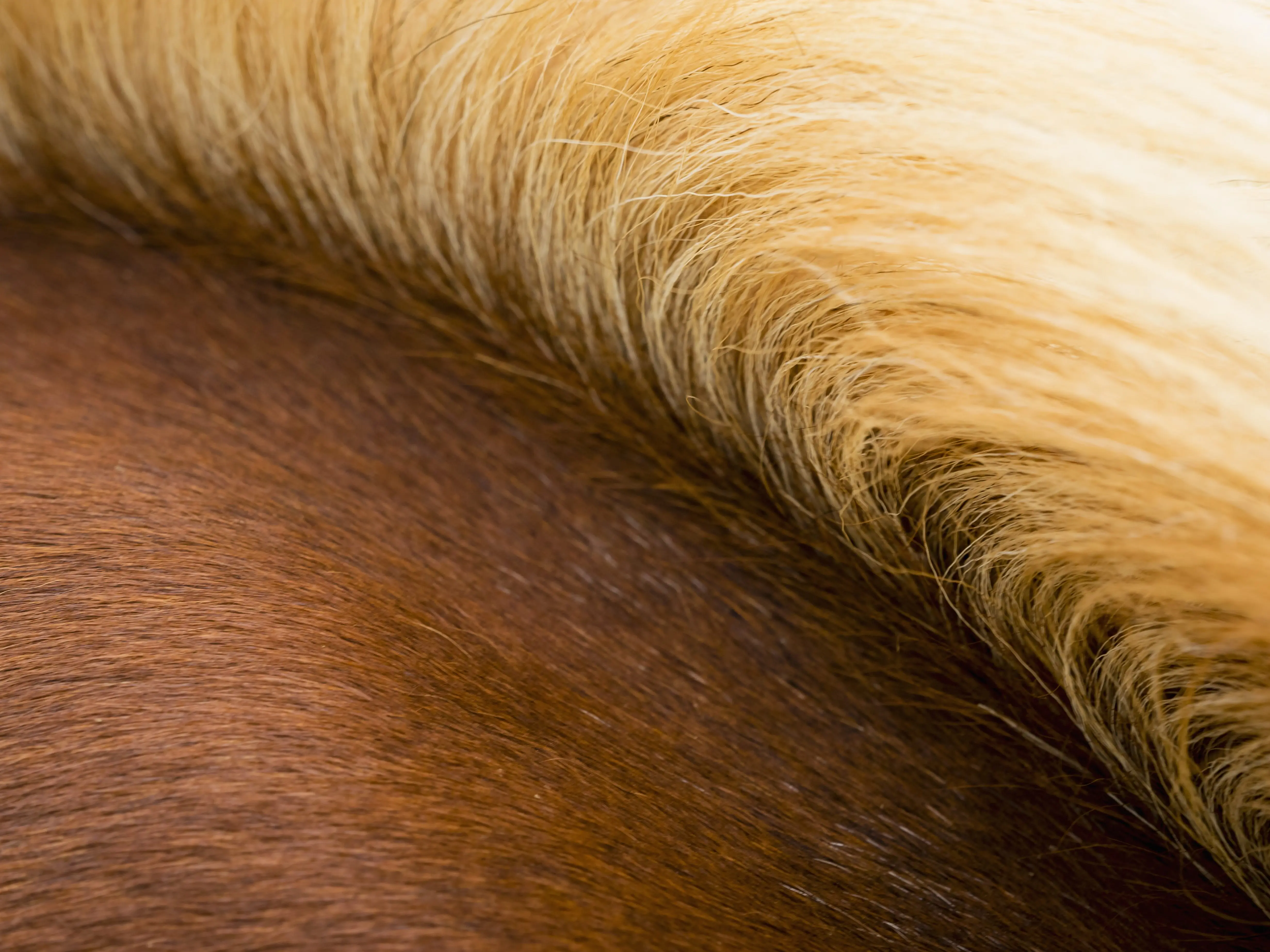 horseicelandthe-thick-pale-gold-mane-of-a-bay-horse