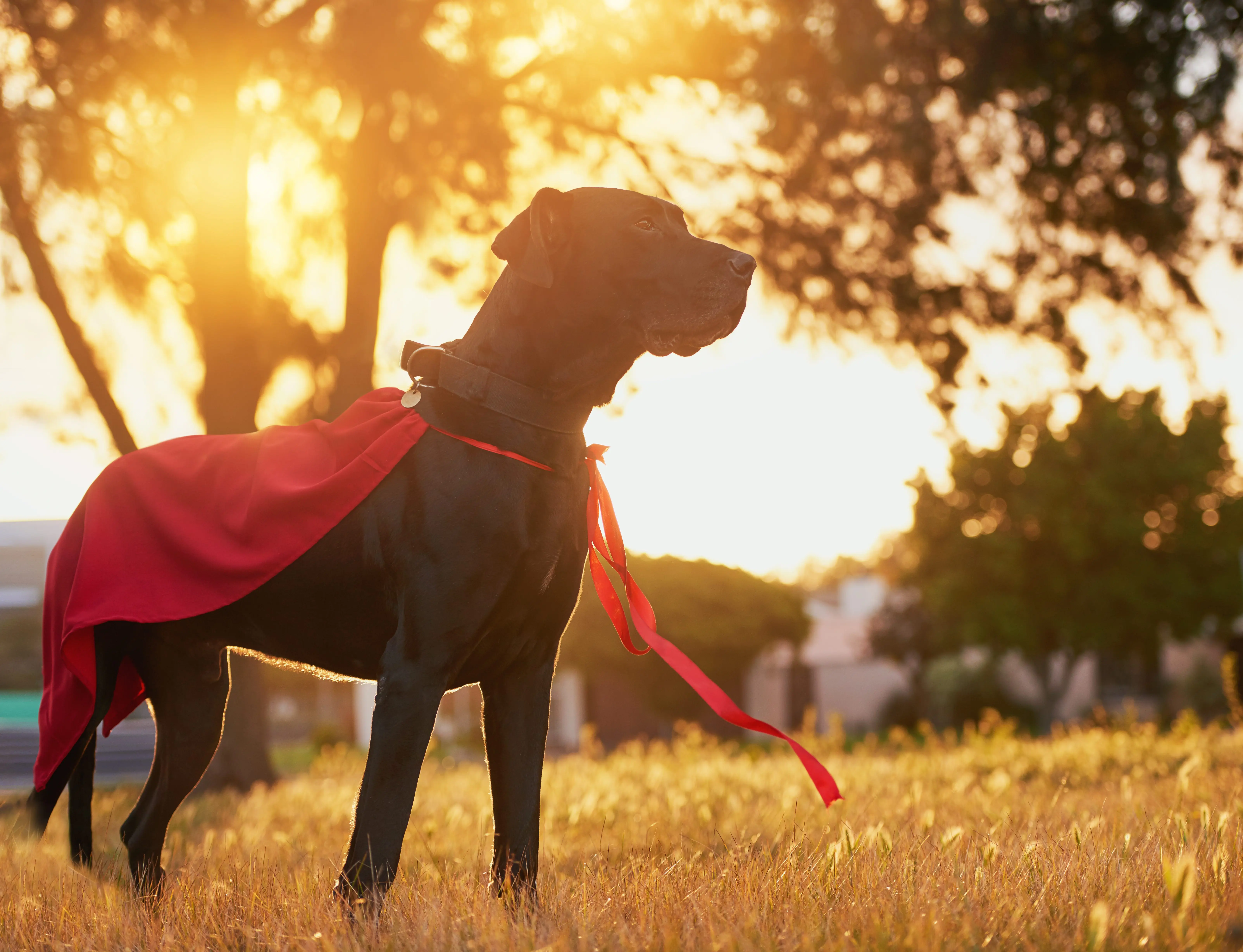 ready-to-save-the-day-shot-of-a-dog-with-a-cape-standing-outside