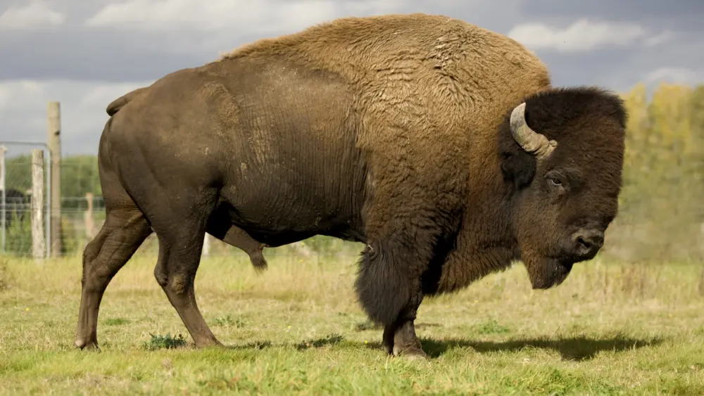 european-bison