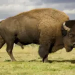 Bull Bison at Yellowstone Tossing a Man Eight Feet Into the Air