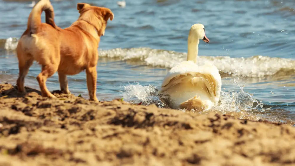 dog-watching-swan-in-surf-on-sandy-beach-2026-03-26-01-55-43-utc