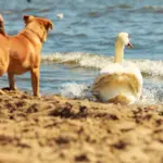 How a duck’s friendship helped a family’s golden retriever overcome health issues