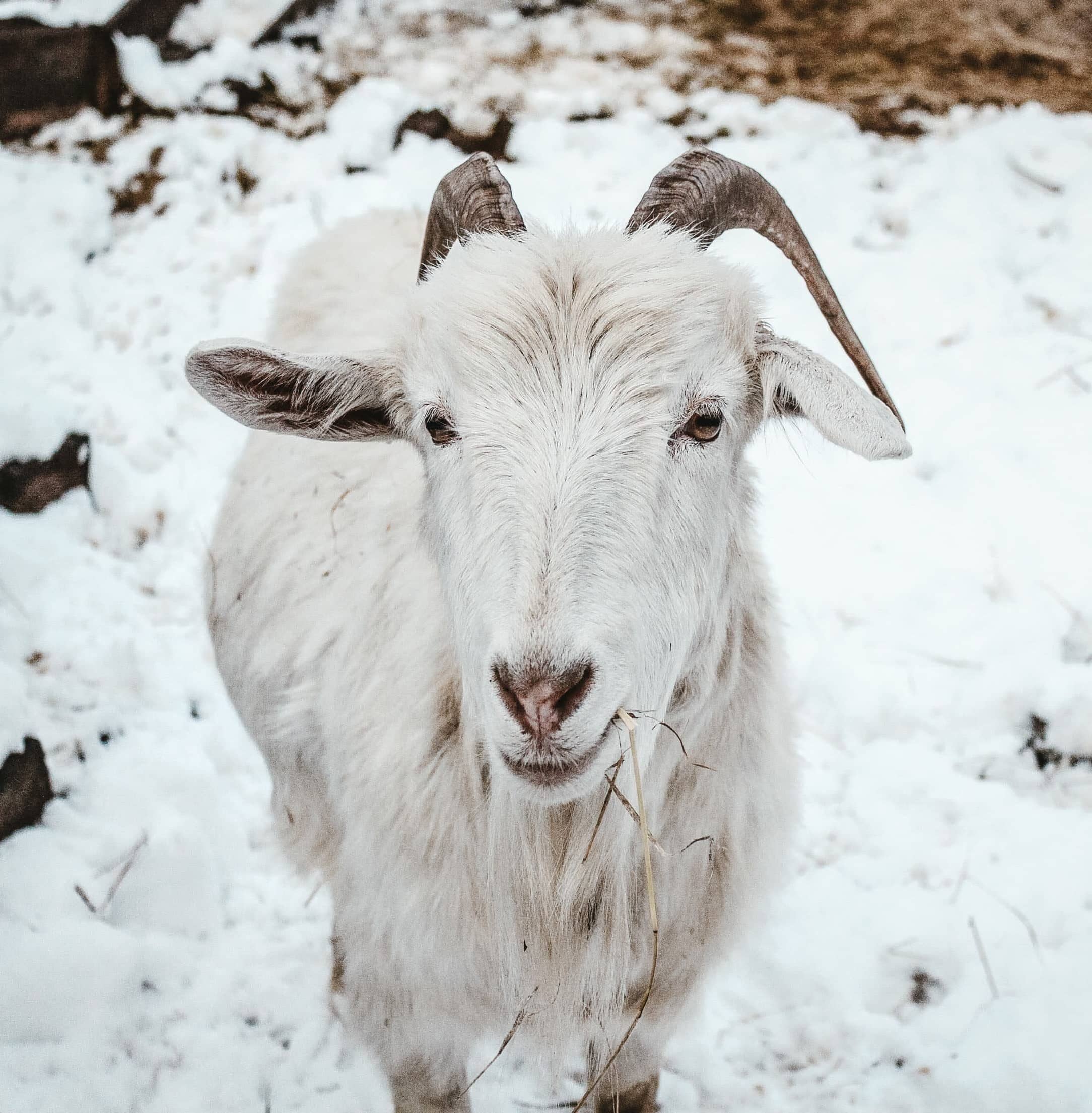 winter-goat