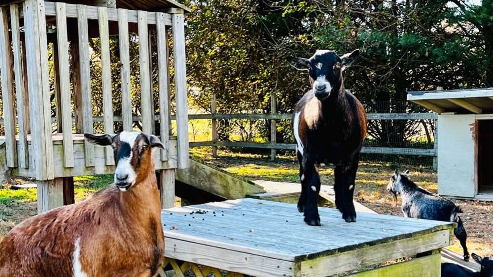 goats-standing-on-the-steps-2021-12-02-20-52-58-utc_ccexpress
